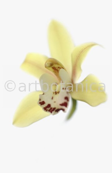 Orchideen-Cymbidie-13