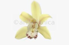 Orchideen-Cymbidie-9