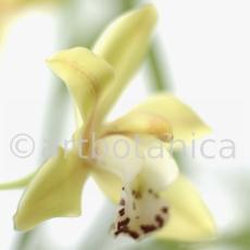 Orchideen-Cymbidie-5