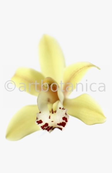 Orchideen-Cymbidie-6
