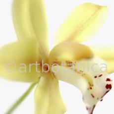 Orchideen-Cymbidie-14