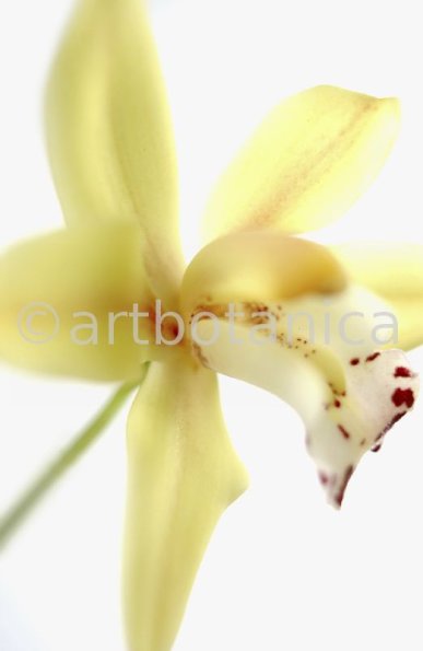 Orchideen-Cymbidie-14