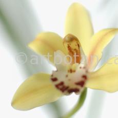 Orchideen-Cymbidie-23