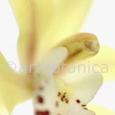 Orchideen-Cymbidie-16