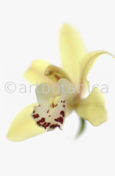 Orchideen-Cymbidie-7