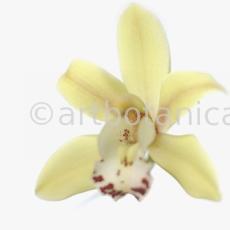 Orchideen-Cymbidie-9