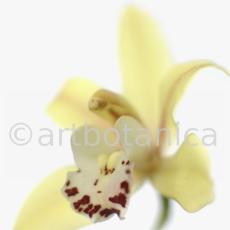 Orchideen-Cymbidie-7