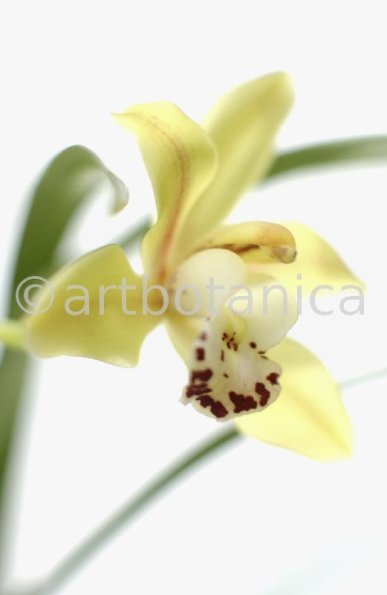 Orchideen-Cymbidie-17