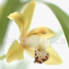 Orchideen-Cymbidie-19