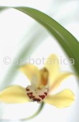 Orchideen-Cymbidie-22