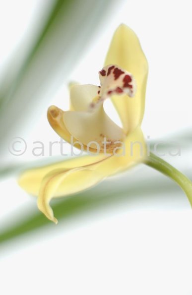 Orchideen-Cymbidie-24