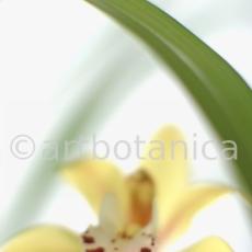 Orchideen-Cymbidie-22