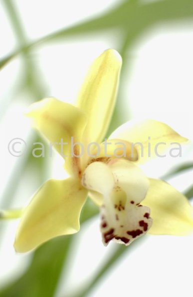 Orchideen-Cymbidie-15