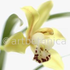 Orchideen-Cymbidie-17