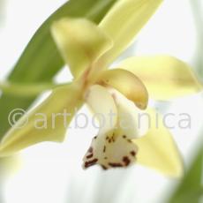 Orchideen-Cymbidie-10