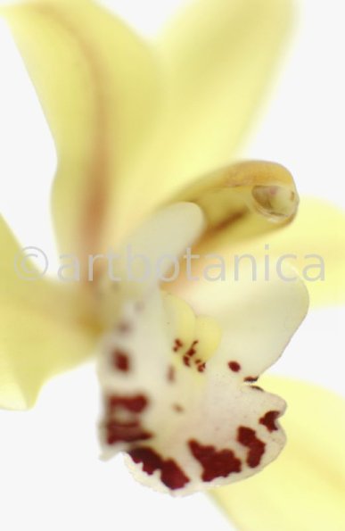 Orchideen-Cymbidie-16