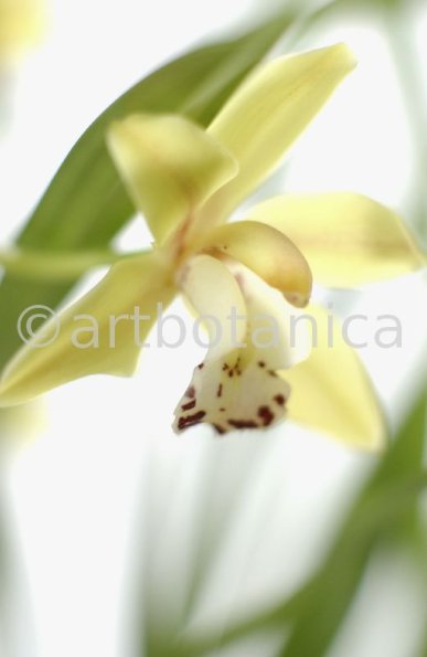 Orchideen-Cymbidie-10