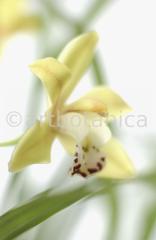 Orchideen-Cymbidie-5
