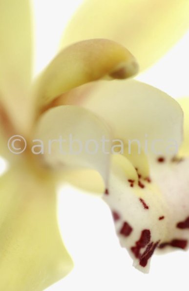 Orchideen-Cymbidie-1