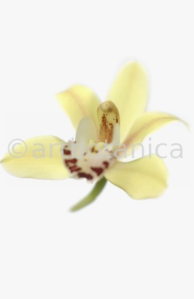 Orchideen-Cymbidie-8