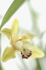 Orchideen-Cymbidie-4