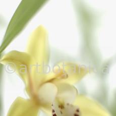 Orchideen-Cymbidie-4
