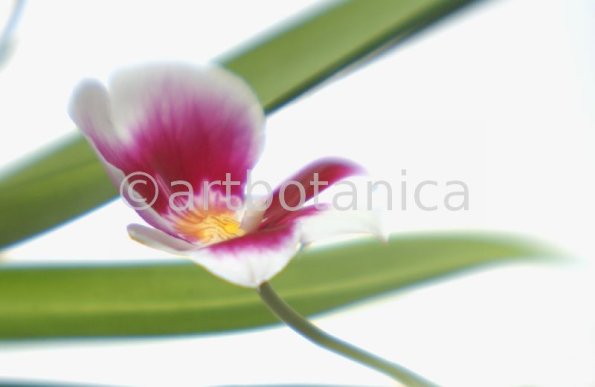 Orchidee-Miltonia-14