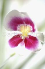 Orchidee-Miltonia-9
