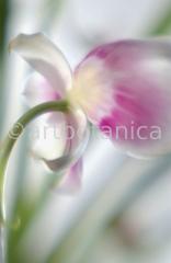 Orchidee-Miltonia-8