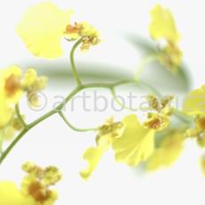 Orchidee-Oncidium-6