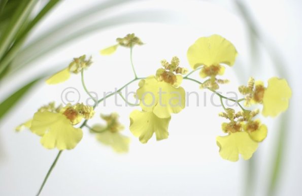 Orchidee-Oncidium-3