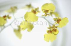 Orchidee-Oncidium-4