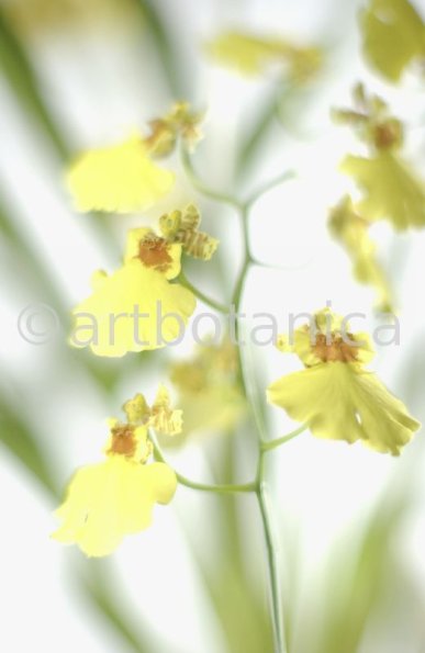 Orchidee-Oncidium-1