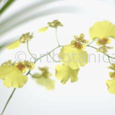 Orchidee-Oncidium-3