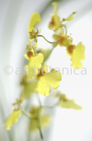 Orchidee-Oncidium-2