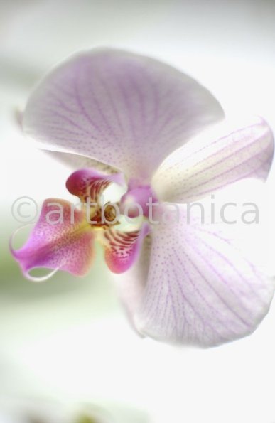 Orchidee-Phalenopsis-107