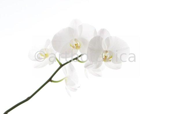 Orchideen