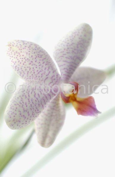 Orchidee-Phalenopsis-99