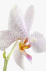 Orchidee-Phalenopsis-94