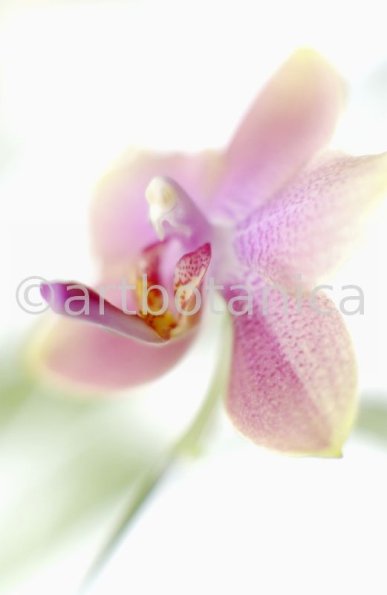 Orchidee-Phalenopsis-120