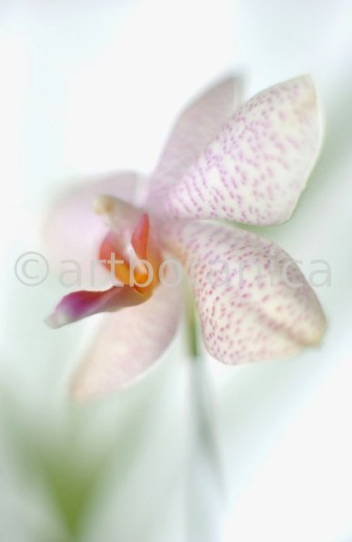 Orchidee-Phalenopsis-88