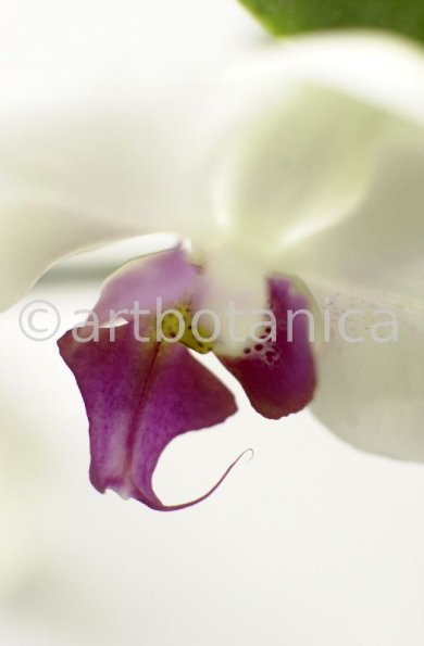 Orchidee-Phalenopsis-82