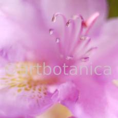 Rhododendron-3