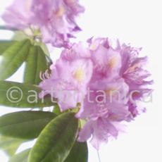 Rhododendron-8