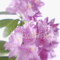 Rhododendron-10