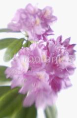 Rhododendron-10