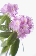 Rhododendron-8