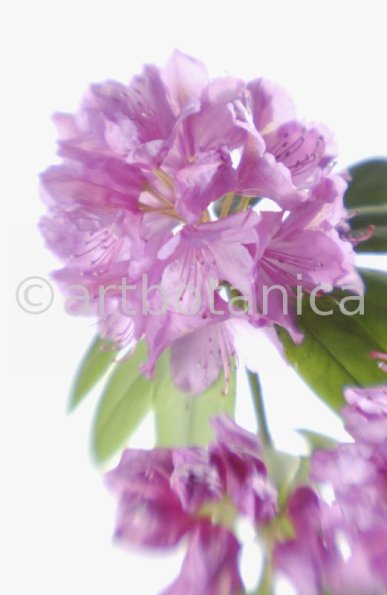 Rhododendron-12