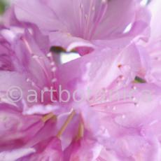 Rhododendron-9