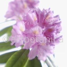 Rhododendron-11